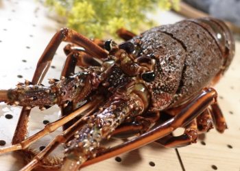 活龍蝦及鮑魚扯出金馬走私 灰色交易不能說的秘密