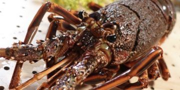 活龍蝦及鮑魚扯出金馬走私 灰色交易不能說的秘密