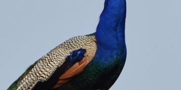 孔雀開屏 美卻擾民