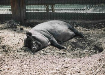 金門養豬場目前查無非洲豬瘟！但需啟動最高防疫機制