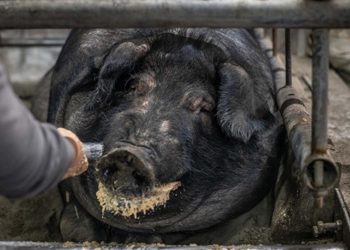 面對非洲豬瘟,金門馬祖祭重罰!