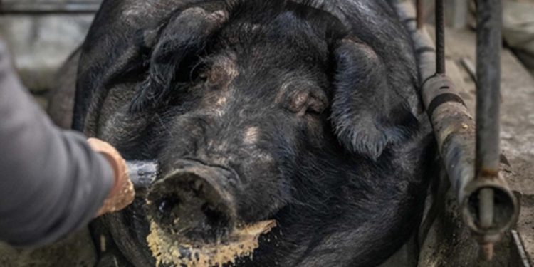 面對非洲豬瘟，金門馬祖祭重罰！