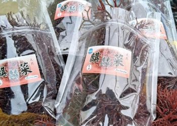 金門水試所的成功培育「麒麟菜」讓民眾能更容易取得另類健康的在地食材