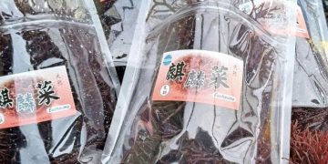 金門水試所的成功培育「麒麟菜」讓民眾能更容易取得另類健康的在地食材