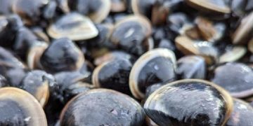 嘉義慈善團體竟在金門烈嶼放生45萬顆文蛤，終造成生態污染！